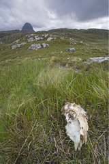 Sheep skull in grass and Mont Suilven Scotland
