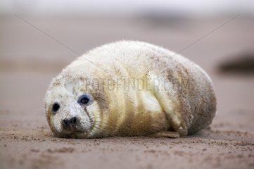 Young Grey seal on a beach Donna Nook England