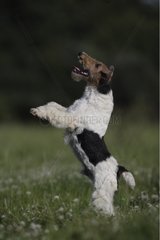 Fox Terrier Wirehair spielt und springt in einer Wiese