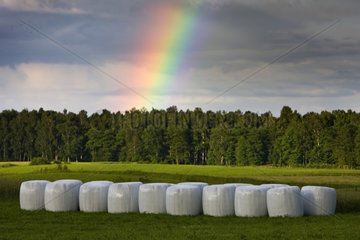 Geschützte Heu- und Regenbogen -Bierbrzanski Polen