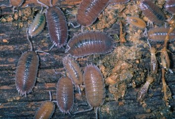 Common striped woodlouse and Termites on a piece of bark