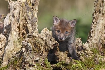 Young Red fox standing near a dead tree spring Great Britain