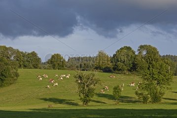 Montbéliardes cows in a pasture Upper Doubs France