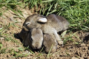 Sehr junge europäische Kaninchen Frankreich