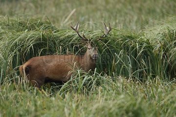 Male Red deer in grass Spain
