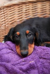 Puppy Dachshund long-haired black and tan in the trash
