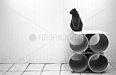 Katze sitzt auf Rollers Zuflucht von Beauregard Frankreich