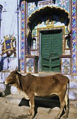 Heilige Kuh in einer StraÃŸe von Bundi Rajasthan India