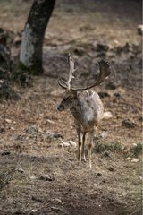Male Fallow deer observing
