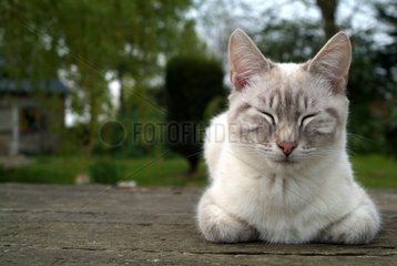 Siamese cat Blue tabby lying putting back France