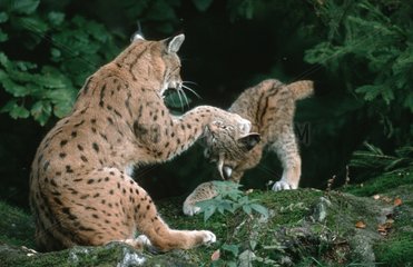 Lynx boréal jeu entre adulte et jeune