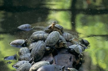 Gathering of River turtles on a rock Brazil