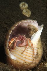 Anemone Hermit Crab and shell too big Indonesia