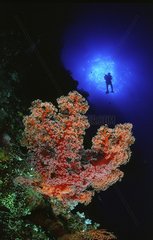 Soft coral and diver Australia