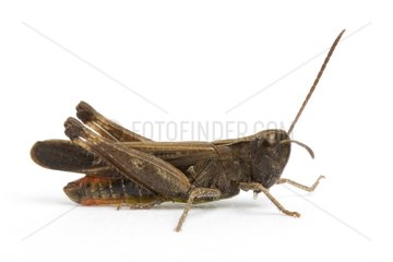 Woodland grasshopper in the studio
