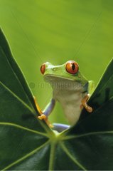 Red-eyed Treefrog on a leaf Costa Rica