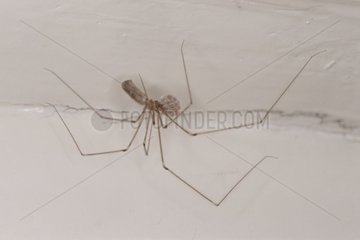 Female Daddy long-legs spider and its eggs at the ceiling