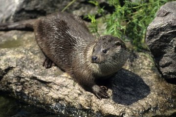 Eurasien Otter auf einem Elsass -Stein