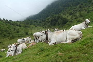 Gascony cows resting in the mountains Pyrenees France