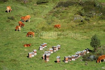 Gascony cows resting in the mountains Pyrenees France