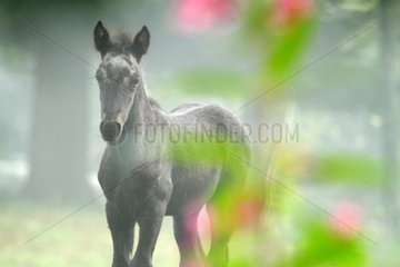 Young Merens horse in mist Valley Massat Pyrenees France