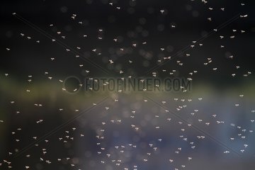 Flight collective Mosquitoes above a marsh France