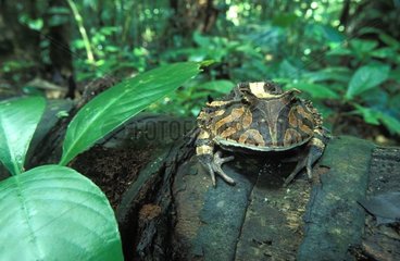 Grenouille cornue en forêt Tambopata Amazonie Pérou