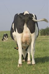 Cows Prim' Holstein grazing France