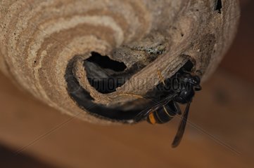 Vespine wasp in the roof of a garden shed in summer