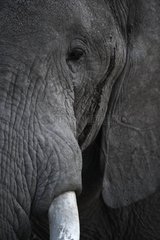 Porträt des afrikanischen Elefanten Amboseli Kenia