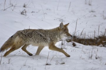 Coyote spazieren im Schneepark von Yellowstone USA
