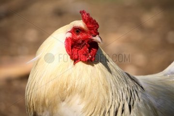 Portrait of a Cockerel