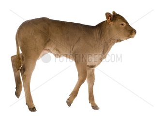 Portrait of a Limousin calf in the studio