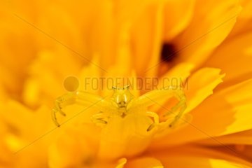 Spider crab on a flower in spring