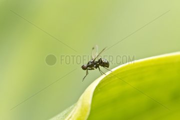 Fly on a leaf in spring