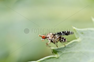 True fly on a leaf in spring