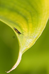 Insect on a leaf in spring