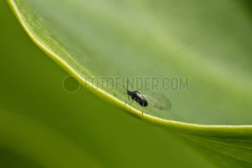 Gnat on a leaf spring