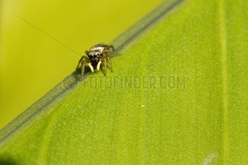 Jumping spider on a leaf in spring