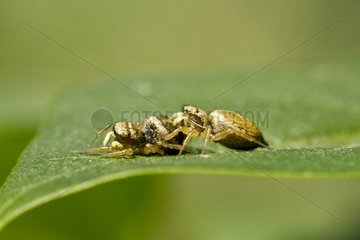 Jumping spides on a leaf in spring