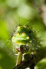 Small caterpillar peacock moth