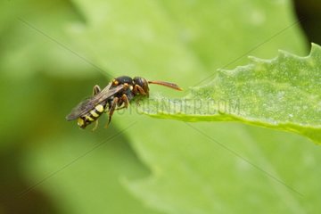 Wasp dead after a bonded sheet