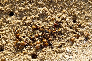 Ladybugs dead on a beach/