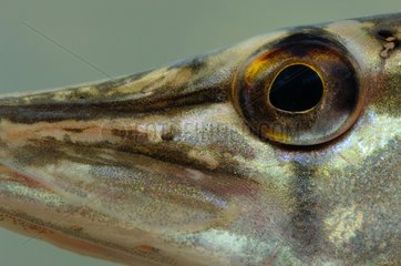 Close-up of the eye of a Northern pike Belgium