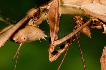 Macleay's spectre walkingstick mating