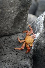 Crabe des Galapagos sur un rocher Ile de Santa Fé Galapagos