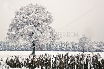 Landscape of Sologne under snow France