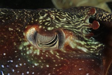 Auge eines riesigen Tintenfisch -Indischen Ozeans Australien