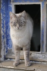 Portrait of Blue tabby point male Siamese cat on a window