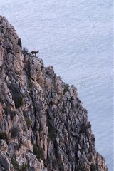 Spanischer Ibex auf einer Klippe